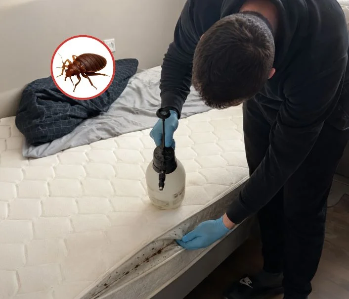 Technicien traitant un matelas contre les punaises de lit à Bonneuil-en-France